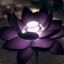 BlackLotus1