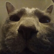 ZXC_ABSOLUTE_LEOPOLD_