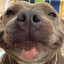 xl bully