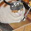 fatcatwarrior