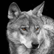 不会吃草的灰狼