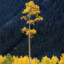 Aspen Tree