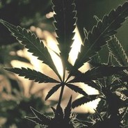 |{°°---°°}|cinek•