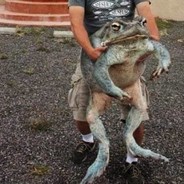 我是瘋狂的蟾蜍