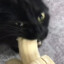 0BananaCat0