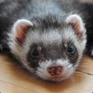 Ferret