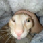 nickeno