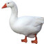 M.G.Eoose