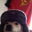 Cao Comunista