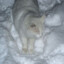 Arctic