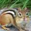 Chipmunk