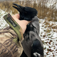 Crow Hunter