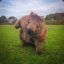 Majestic Wombat