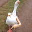 SWAGGOOSE