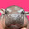 Moo Deng