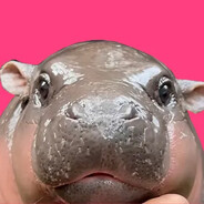 Moo Deng