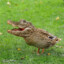 Crocoduck