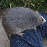 🐀