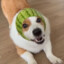 WatermelonDogYes