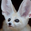 An_Fennec_Fox