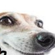 Perrito Divertido Steam avatar