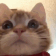 tyran kierownicy loebedoe