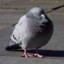 BigPigeon