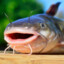 BAGR3_AP