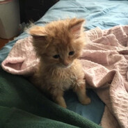 Рыжий пиздадёр