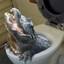Toilet Croc