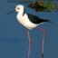 Black Winged Stilt