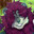seam