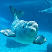 An average beluga whale