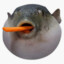 puferfish
