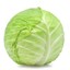 Cabbage