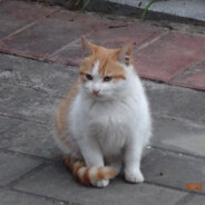 朝辞白帝彩云间