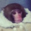 Ikea Monkey