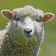 Sheeptimus