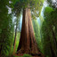 Redwood