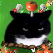 Tomato Cat 🍅