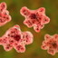 Amoeba