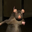 Rat