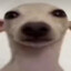 грязный бро