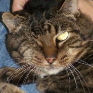 Coopa - steam id 76561197961449345