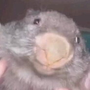 Bober's avatar