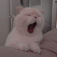 Muslim Cat