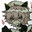 catboy