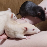 danutkagsteamprihlaseni