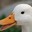 duckthegreatduck