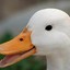 duckthegreatduck